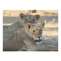 Leones