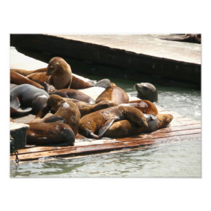 Foto Leones marinos asoleándose en San Francisco