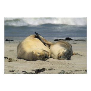 Foto Leones marinos australianos, Neophoca cinerea),