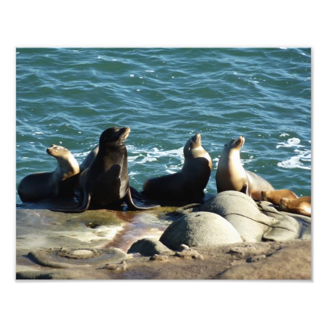 Foto Leones marinos de San Diego (Frente)