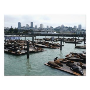Foto Leones marinos de San Francisco y Pier 39 Panorama