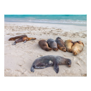 Foto Leones Marinos Descansando en la Playa