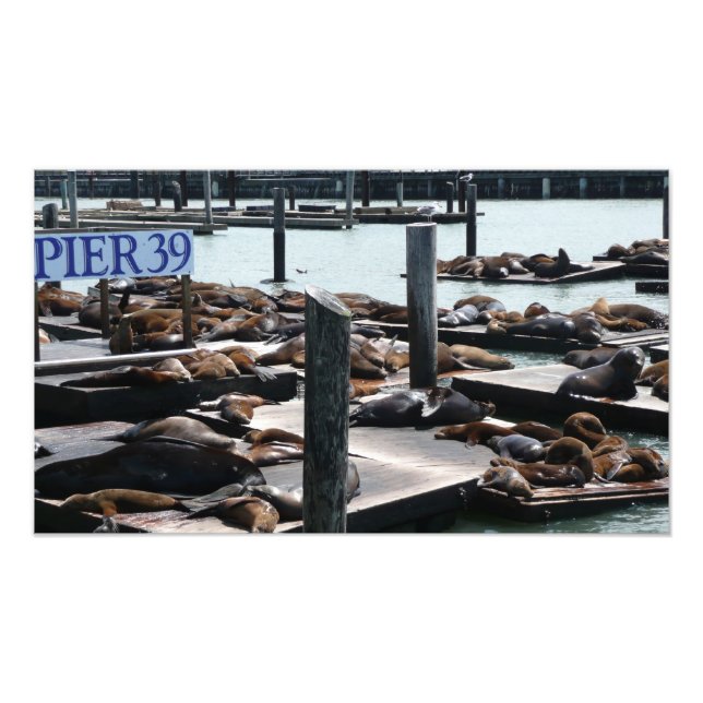 Foto Leones marinos Pier 39 (Frente)