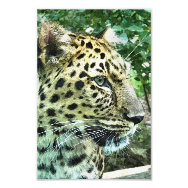 FOTO LEOPARD (Frente)