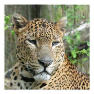 Foto Leopard20151002