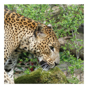 Foto Leopard20151003