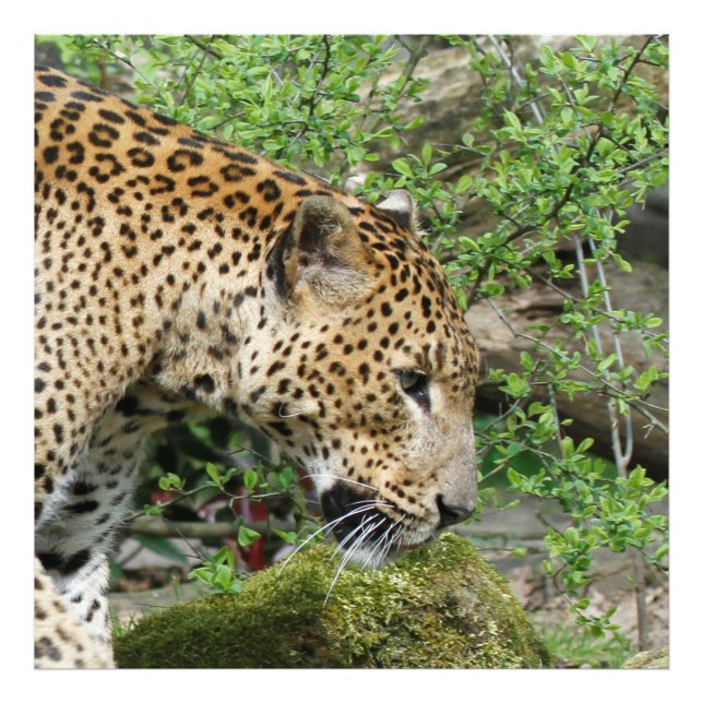 Foto Leopard20151003 (Frente)