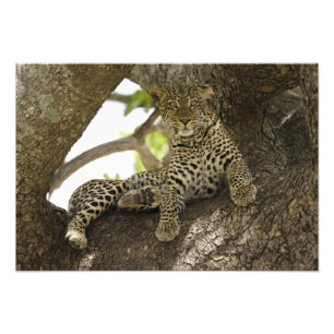 Foto Leopardo africano, Panthera pardus