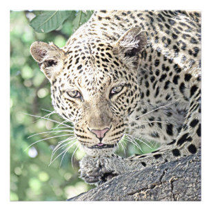 Foto leopardo de animales smartmix 2