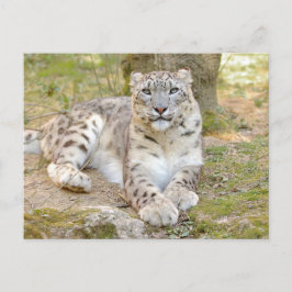 Foto leopardo de las nieves, animales. postal