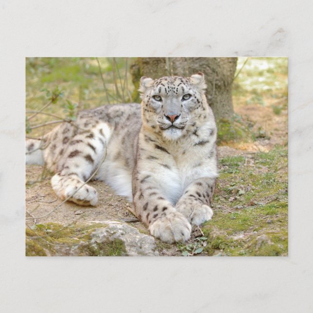 Foto leopardo de las nieves, animales. postal (Anverso)