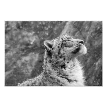 Leopardo de las Nieves Pacífico