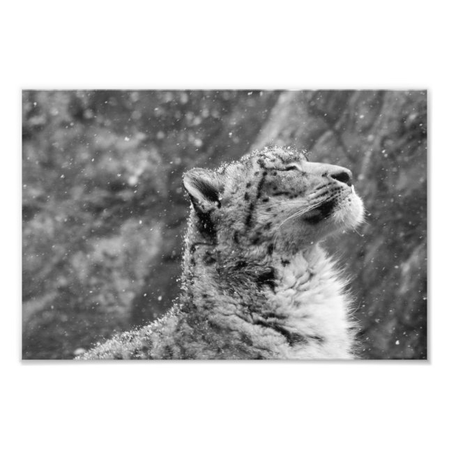 Foto Leopardo de las Nieves Pacífico (Frente)