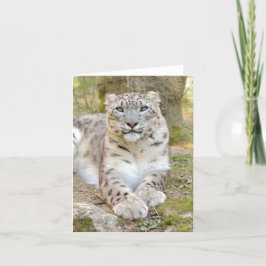 Foto leopardo de nieve , tarjeta de animales .