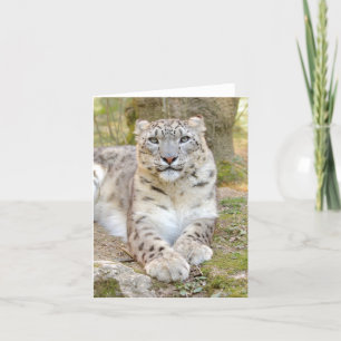 Foto leopardo de nieve , tarjeta de animales .