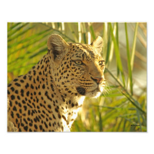 Foto Leopardo y hojas de palmera