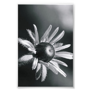 Foto Letra alfabética fotografía O8 blanco y negro 4x6