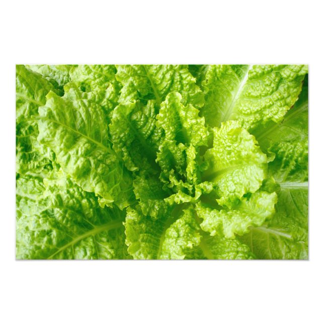 Foto Lettuce (Frente)