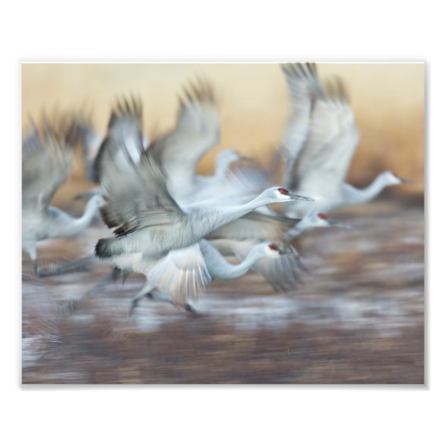 Foto Levantamiento de Sandhill Cranes (Frente)