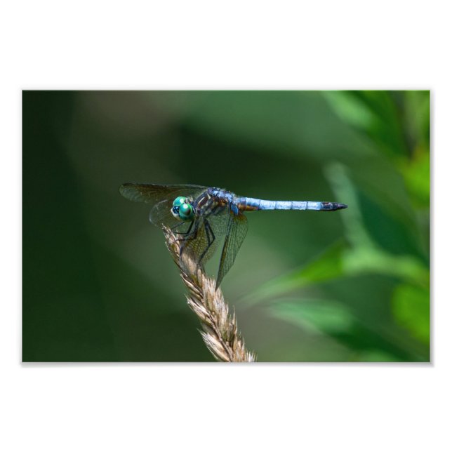 Foto Libélula azul dasher (Frente)