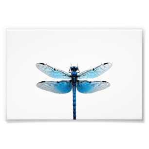 Foto Libélula Azul - Entomólogo Amante de la Fauna Inse