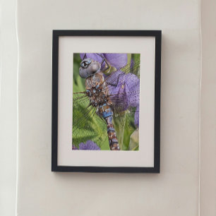 Foto Libélula Darner de Ojos Azules en Flor