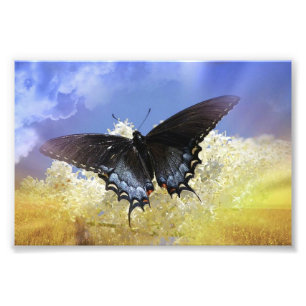 Foto Libertad de mariposa