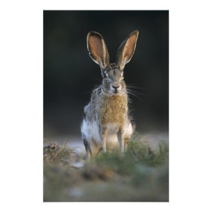 Foto Liebre de cola negra, Lepus californicus, 2