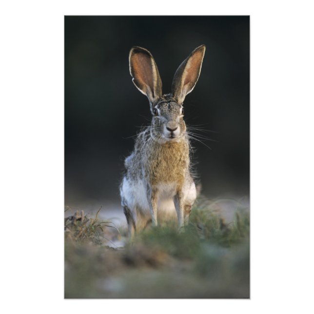 Foto Liebre de cola negra, Lepus californicus, 2 (Frente)