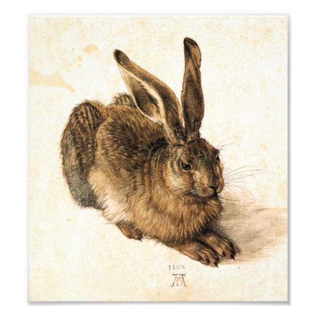 Foto Liebre joven de Albrecht Dürer (Frente)