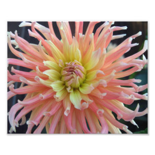 Foto Light Dahlia 10x8