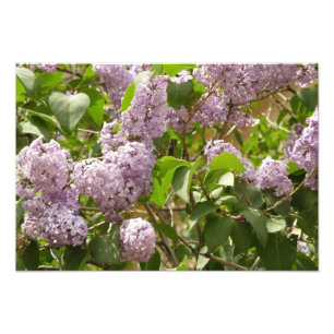 Foto Lilac Bush hermosas flores de primavera morada
