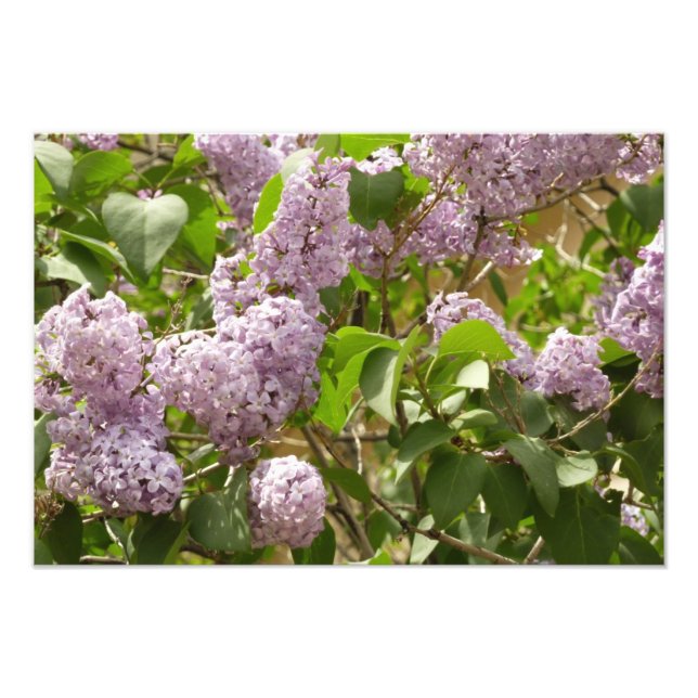 Foto Lilac Bush hermosas flores de primavera morada (Frente)
