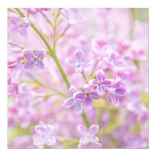 Foto Lilac Flowers Mist