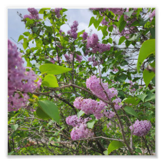 Foto Lilacs en flor