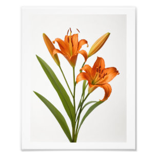 Foto Lilia naranja en flor sobre Poster de fondo blanco