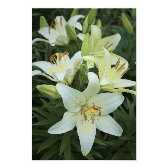 Foto Lilies blancos de 13" x 19" (Frente)