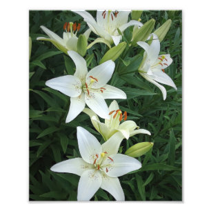 Foto Lilies blancos de 8" x 10"