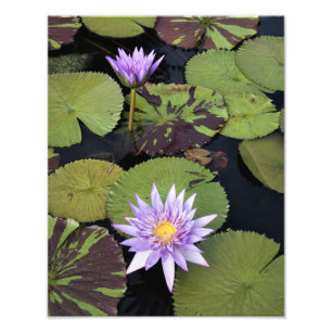 Foto Lilies de agua de 11" x 14"