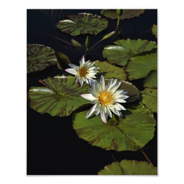 Foto Lilies de agua de 11" x 14" (Frente)