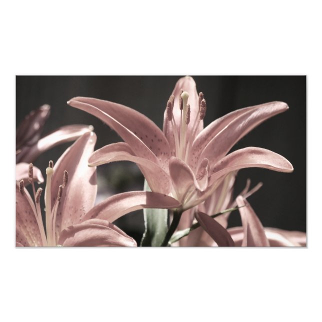 Foto Lilies-Muted Tones por Shirley Taylor (Frente)