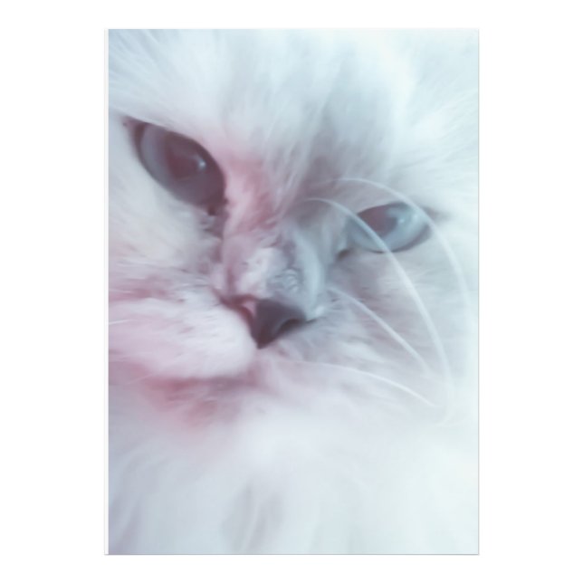 Foto Lilly (Frente)