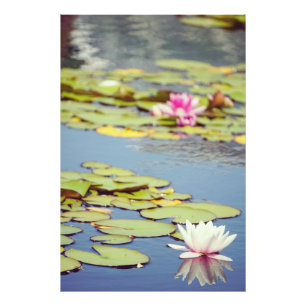 Foto Lilly Pond Flowers