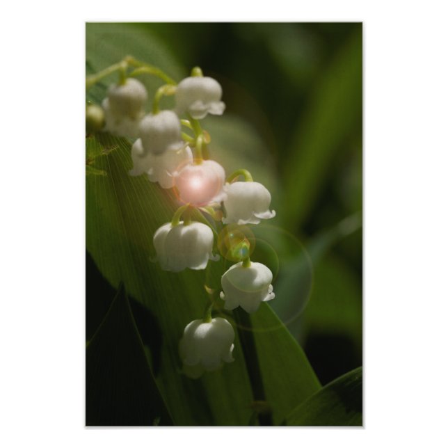 Foto Lily De La Floral Del Valle (Frente)