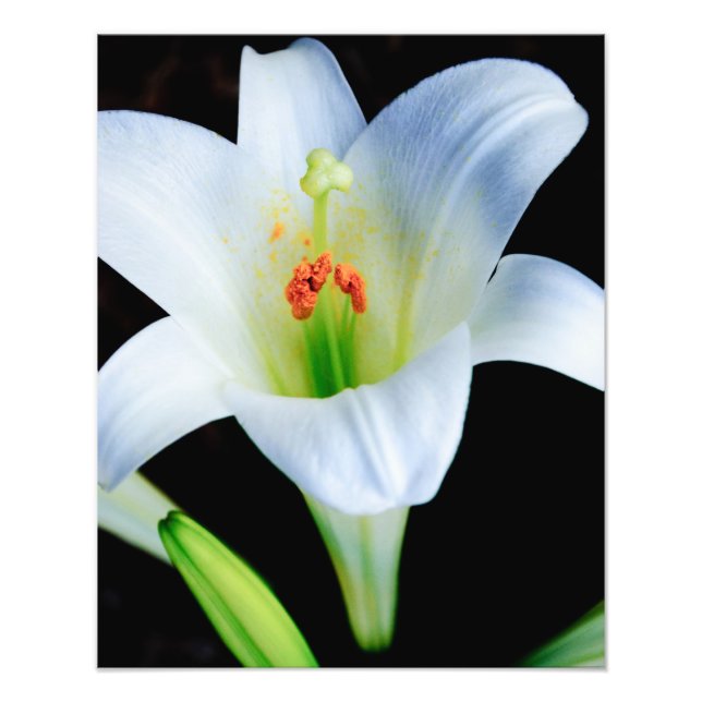Foto Lily de Pascua (Frente)