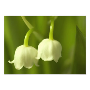 Foto Lily del Dúo de Flores del Valle