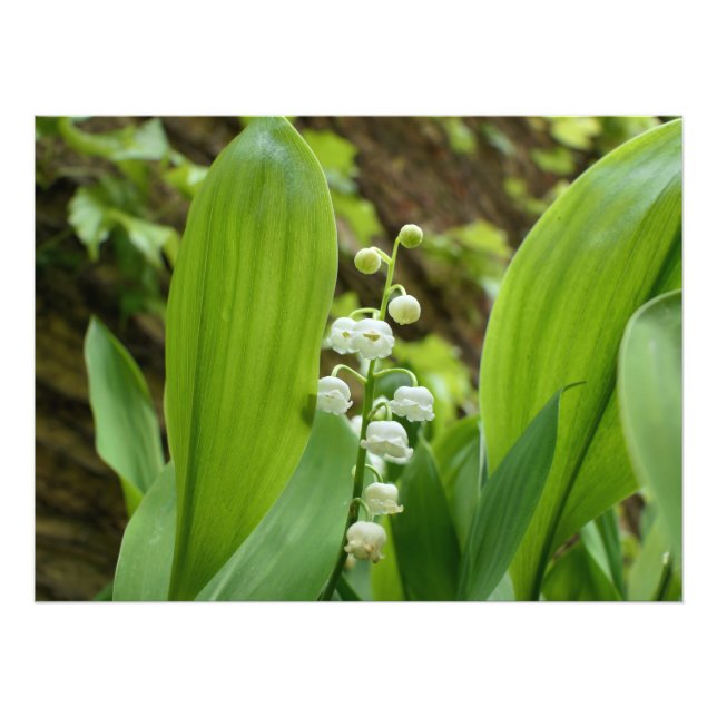 Foto Lily del Valle (Frente)