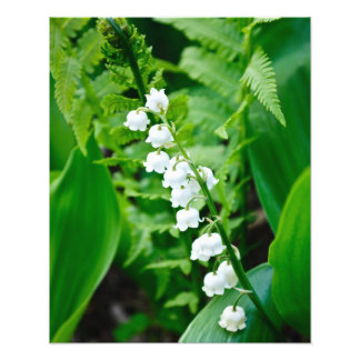 Foto Lily del Valle