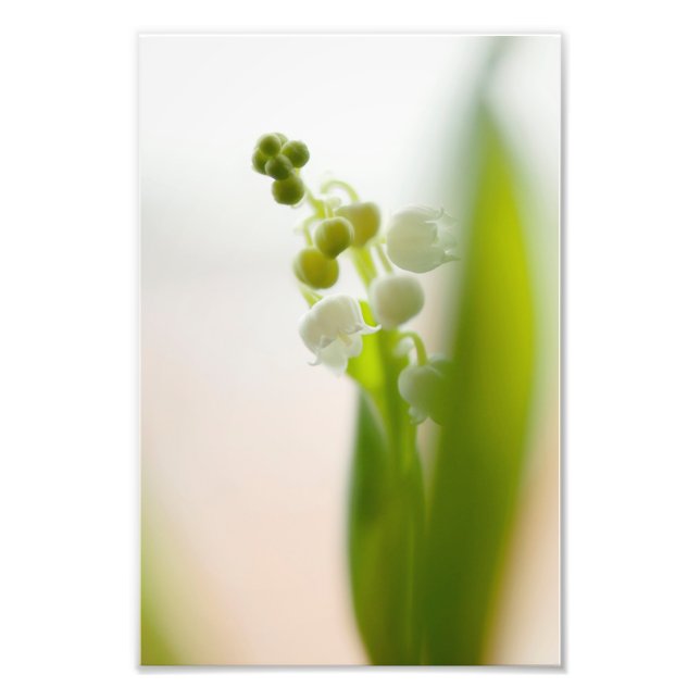 Foto Lily of the Valley Flower (Frente)