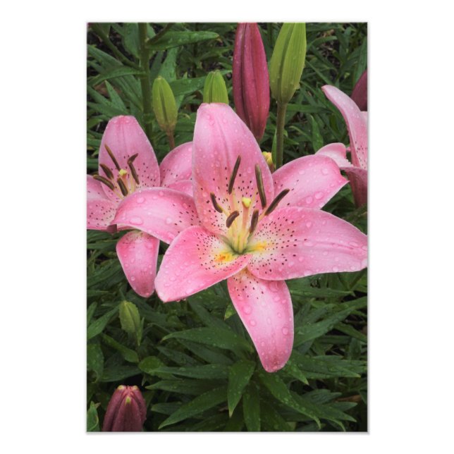 Foto Lily Rosa de 13"x19" (Frente)